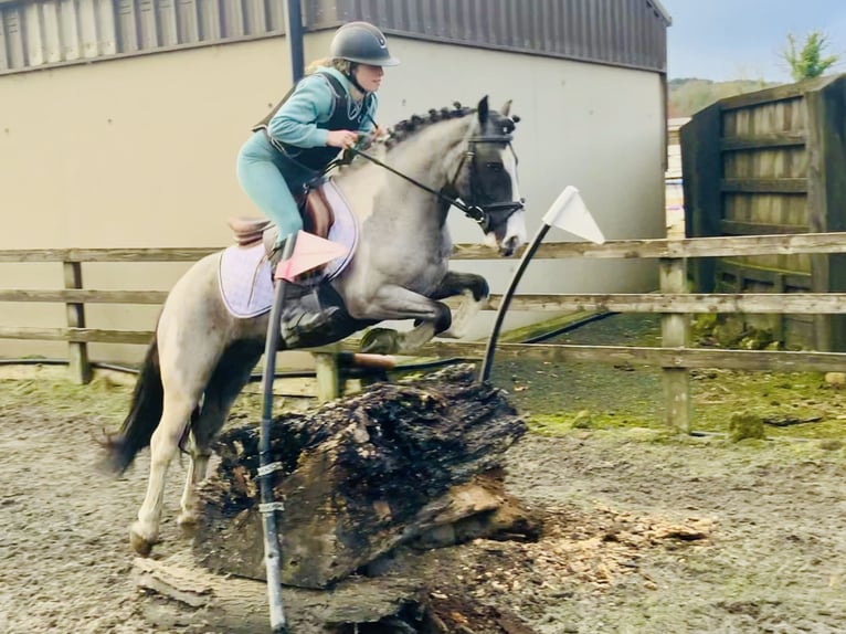 Meer ponys/kleine paarden Ruin 5 Jaar 128 cm Gevlekt-paard in Mountrath