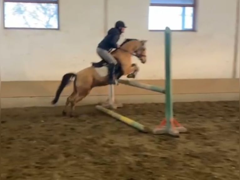 Meer ponys/kleine paarden Ruin 5 Jaar 135 cm Falbe in Rechnitz