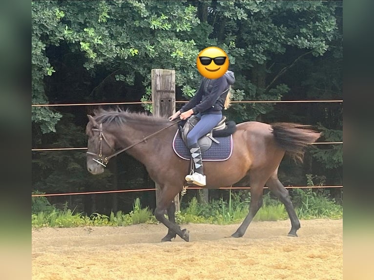 Meer ponys/kleine paarden Ruin 5 Jaar 140 cm Donkerbruin in St.Georgen am Ybbsfelde