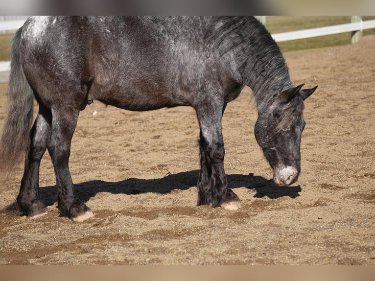 Meer ponys/kleine paarden Mix Ruin 5 Jaar 142 cm Roan-Blue in Fresno