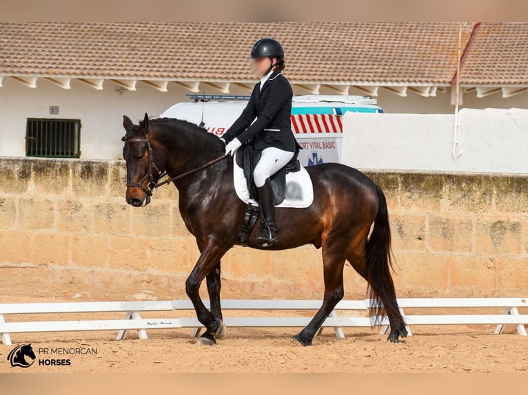 Meer ponys/kleine paarden Ruin 5 Jaar 152 cm Donkerbruin in Menorca
