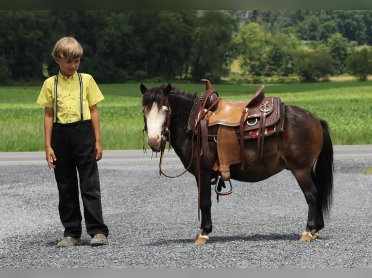 Meer ponys/kleine paarden Ruin 5 Jaar 86 cm Roodbruin in Rebersburg, PA