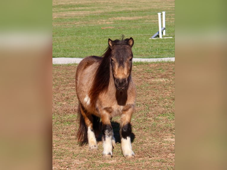 Meer ponys/kleine paarden Ruin 5 Jaar 94 cm Buckskin in Auburn