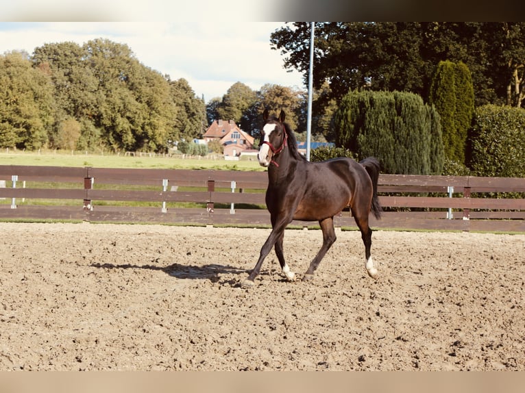 Meer ponys/kleine paarden Mix Ruin 5 Jaar Donkerbruin in Lathen