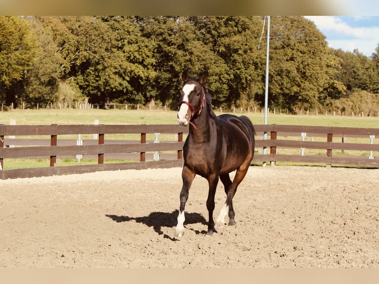 Meer ponys/kleine paarden Mix Ruin 5 Jaar Donkerbruin in Lathen