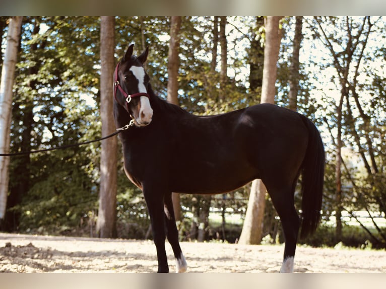 Meer ponys/kleine paarden Mix Ruin 5 Jaar Donkerbruin in Lathen