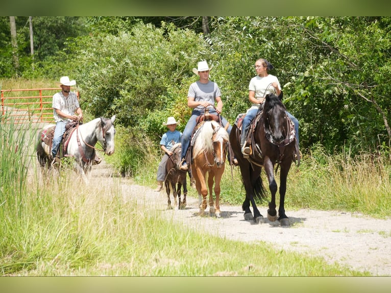 Meer ponys/kleine paarden Ruin 5 Jaar Palomino in Fresno