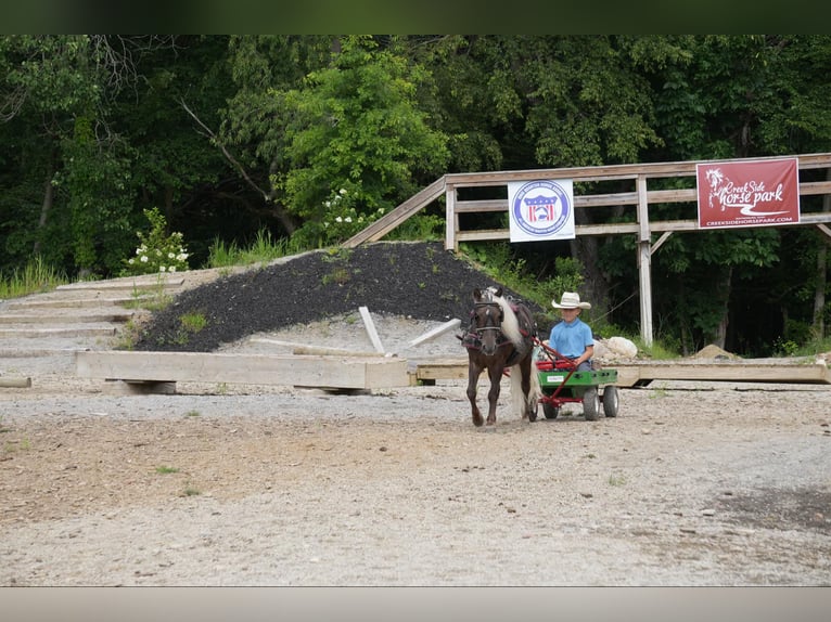 Meer ponys/kleine paarden Ruin 5 Jaar Palomino in Fresno