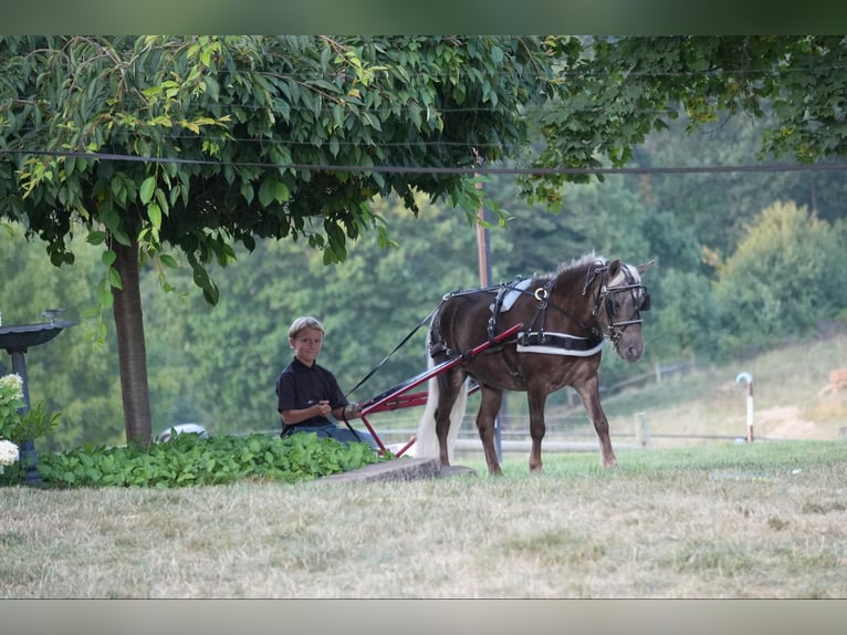 Meer ponys/kleine paarden Ruin 5 Jaar Palomino in Fresno