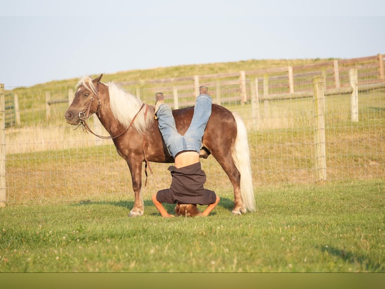 Meer ponys/kleine paarden Ruin 5 Jaar Palomino in Fresno