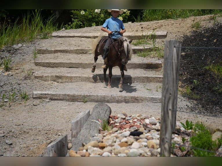 Meer ponys/kleine paarden Ruin 5 Jaar Palomino in Fresno