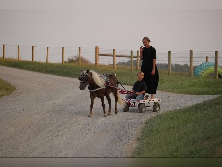 Meer ponys/kleine paarden Ruin 5 Jaar Palomino in Fresno