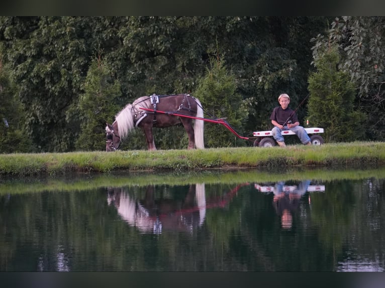 Meer ponys/kleine paarden Ruin 5 Jaar Palomino in Fresno