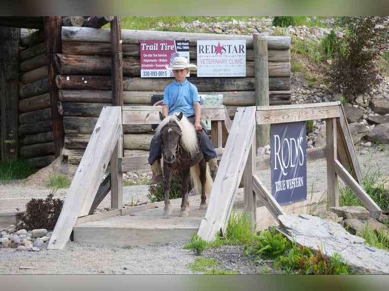 Meer ponys/kleine paarden Ruin 5 Jaar Palomino in Fresno