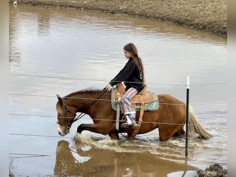 Meer ponys/kleine paarden Ruin 5 Jaar Roodbruin in Stephenville, TX
