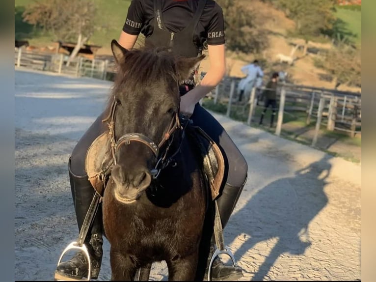 Meer ponys/kleine paarden Ruin 6 Jaar 115 cm Donkerbruin in Ledenitzen