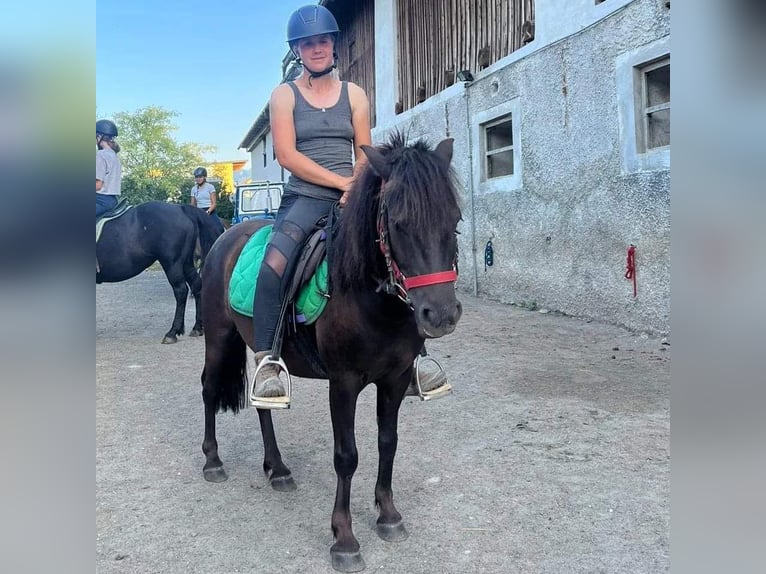 Meer ponys/kleine paarden Ruin 6 Jaar 115 cm Donkerbruin in Ledenitzen