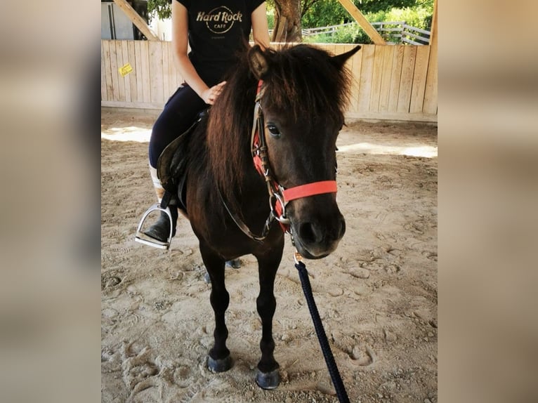 Meer ponys/kleine paarden Ruin 6 Jaar 115 cm Donkerbruin in Ledenitzen