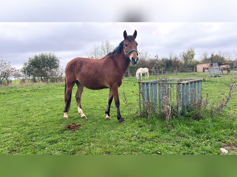 Meer ponys/kleine paarden Mix Ruin 6 Jaar 145 cm Bruin in Unkenbach