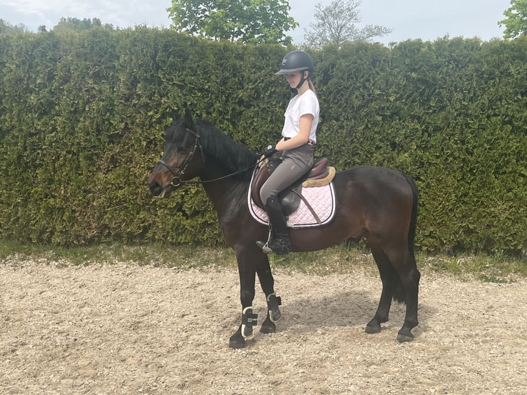 Meer ponys/kleine paarden Ruin 6 Jaar 145 cm Donkerbruin in Wächtersbach