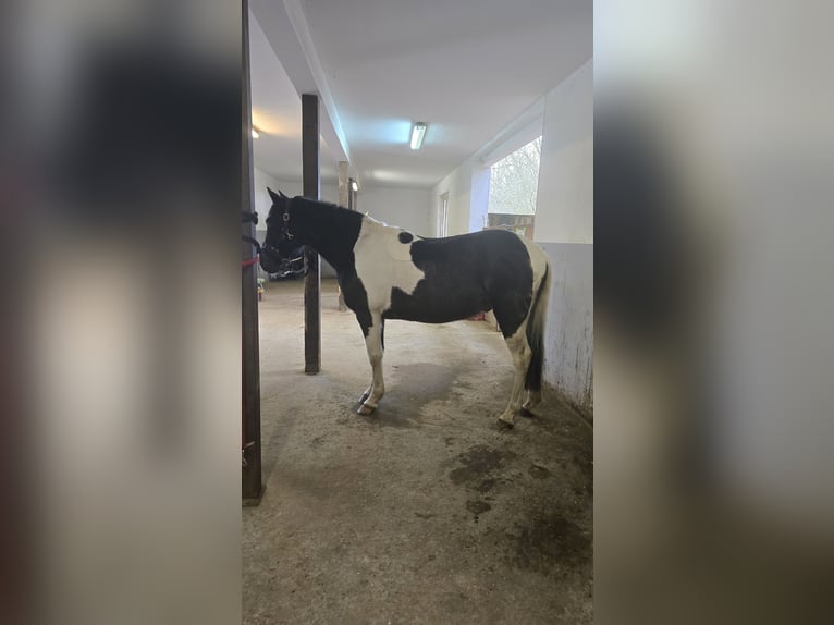 Meer ponys/kleine paarden Mix Ruin 6 Jaar 148 cm Gevlekt-paard in Waldbröl