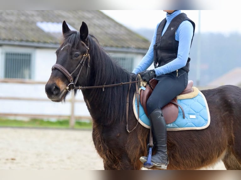 Meer ponys/kleine paarden Ruin 6 Jaar 151 cm Bruin in Bogaarden