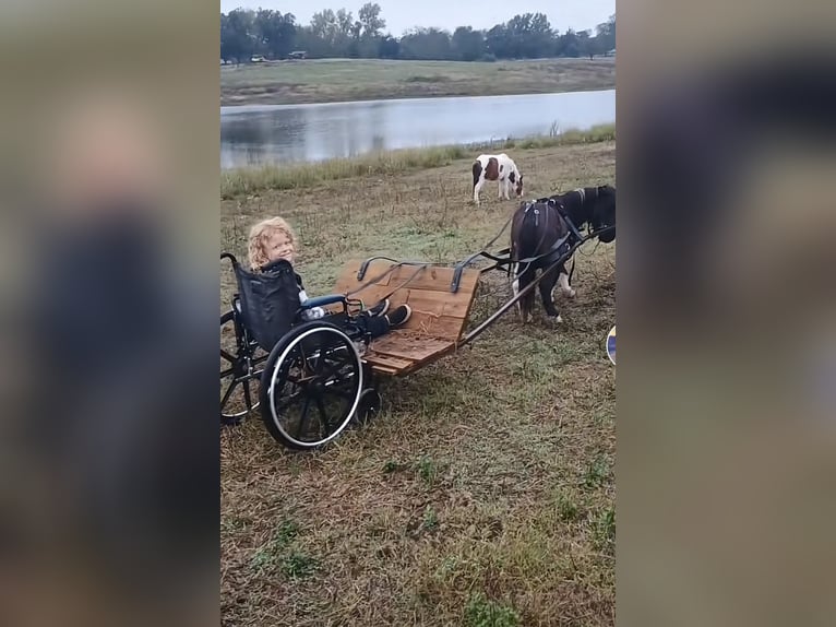 Meer ponys/kleine paarden Ruin 6 Jaar 81 cm Falbe in Mount Vernon