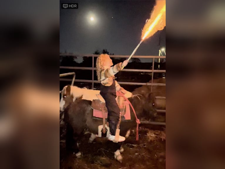 Meer ponys/kleine paarden Ruin 6 Jaar 81 cm Falbe in Mount Vernon