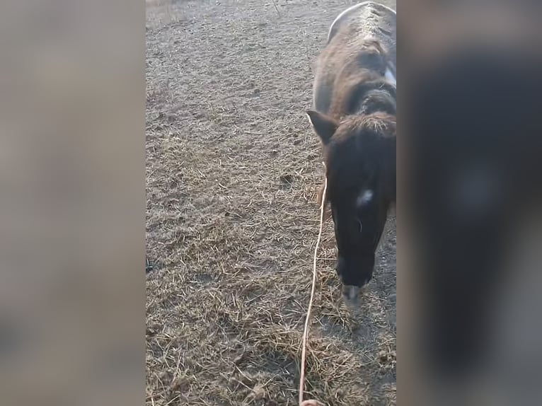 Meer ponys/kleine paarden Ruin 6 Jaar 81 cm Falbe in Mount Vernon