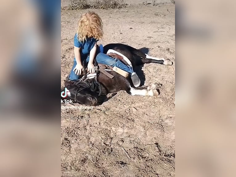 Meer ponys/kleine paarden Ruin 6 Jaar 81 cm Falbe in Mount Vernon