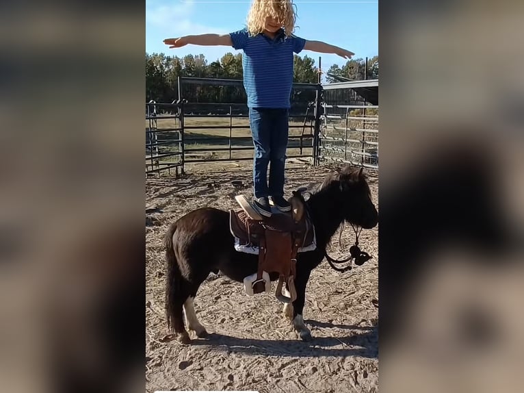 Meer ponys/kleine paarden Ruin 6 Jaar 81 cm Falbe in Mount Vernon