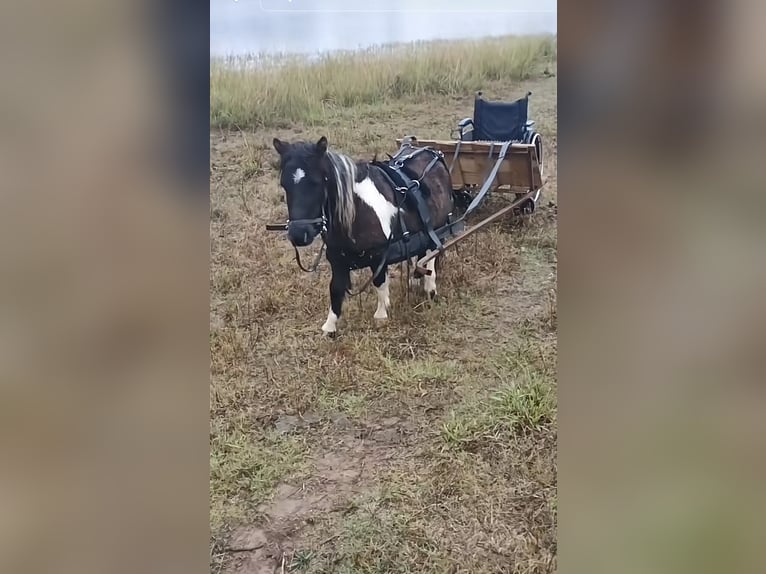 Meer ponys/kleine paarden Ruin 6 Jaar 81 cm Falbe in Mount Vernon