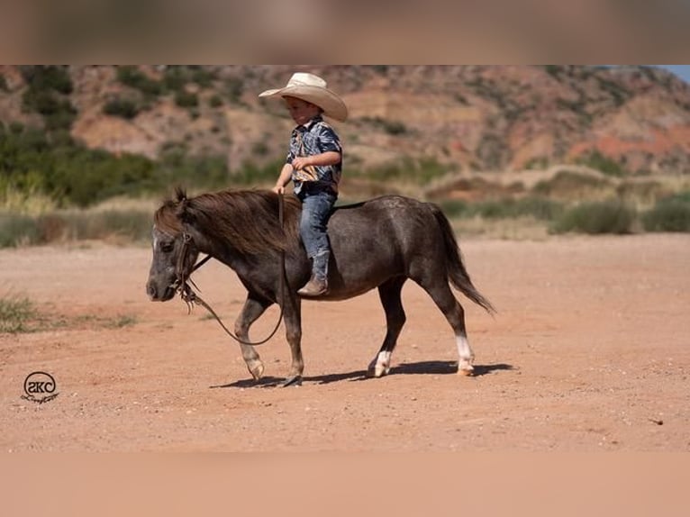 Meer ponys/kleine paarden Ruin 6 Jaar 91 cm Schimmel in Canyon, TX