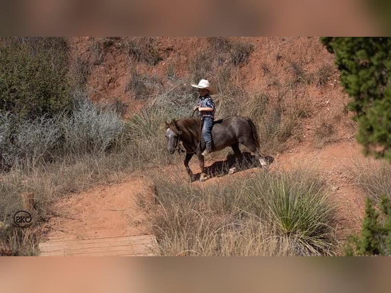 Meer ponys/kleine paarden Ruin 6 Jaar 91 cm Schimmel in Canyon, TX