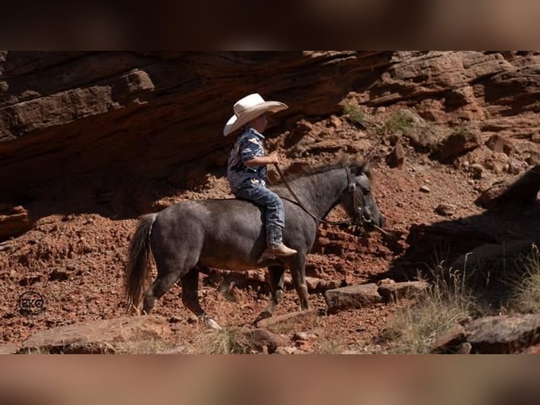 Meer ponys/kleine paarden Ruin 6 Jaar 91 cm Schimmel in Canyon, TX