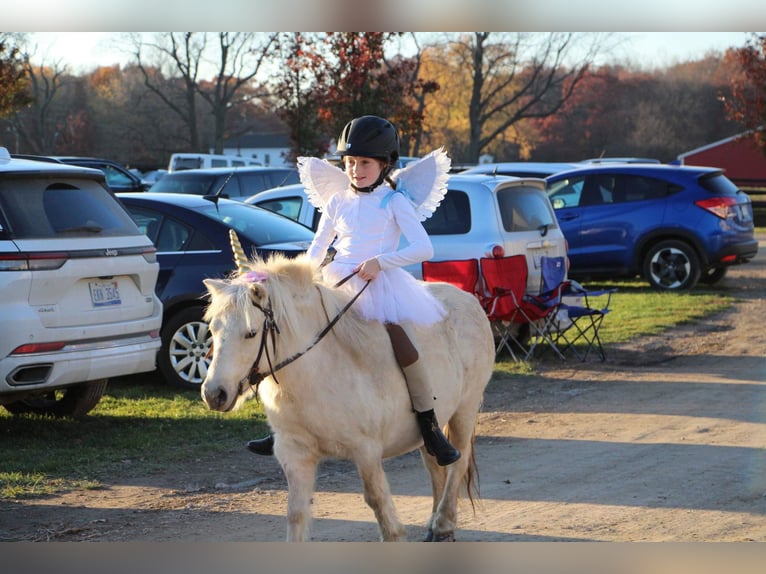 Meer ponys/kleine paarden Ruin 7 Jaar 102 cm Palomino in Highland MI