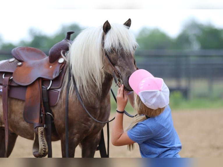 Meer ponys/kleine paarden Ruin 7 Jaar 109 cm Palomino in Powell Butte, OR