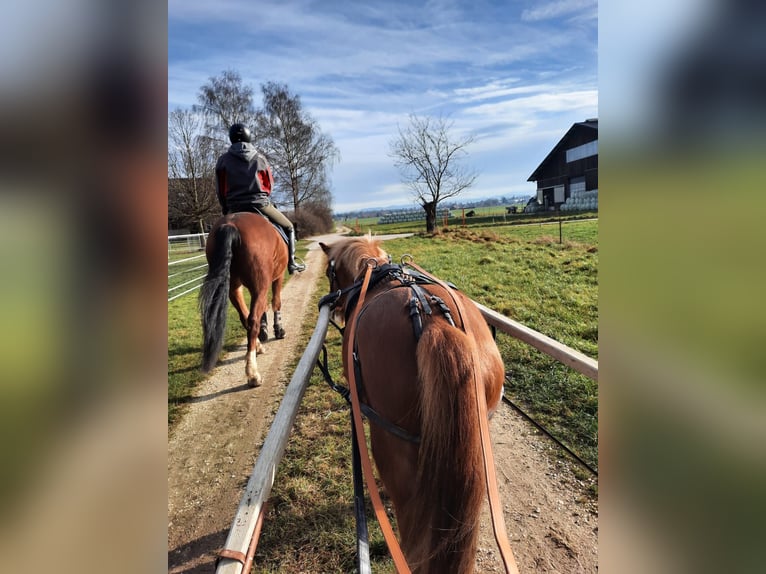 Meer ponys/kleine paarden Ruin 7 Jaar 130 cm in Lobsigen