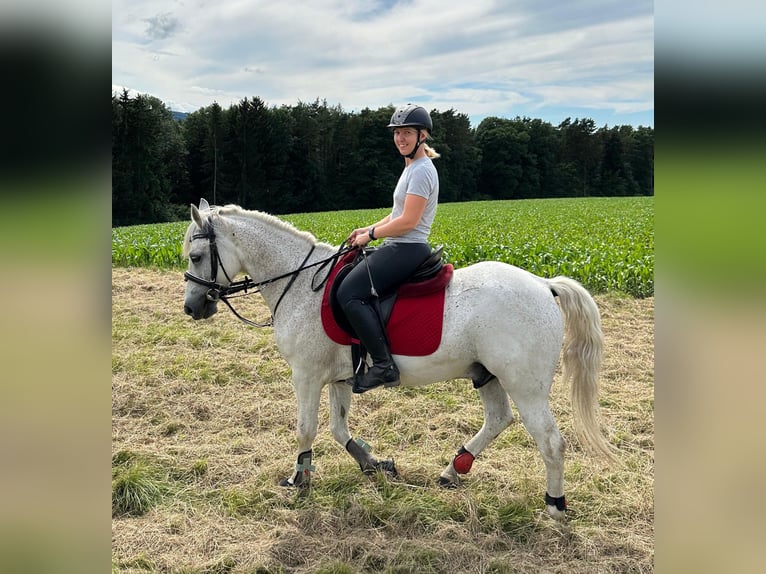 Meer ponys/kleine paarden Mix Ruin 7 Jaar 144 cm Vliegenschimmel in Spratzern