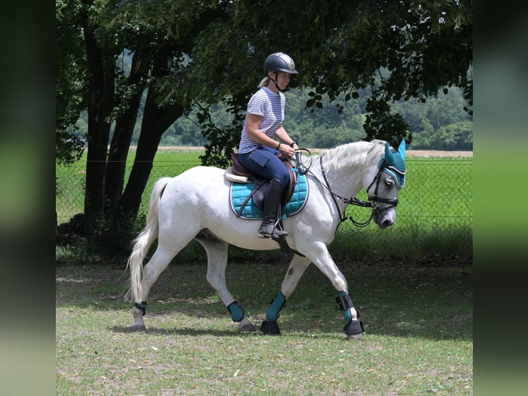 Meer ponys/kleine paarden Mix Ruin 7 Jaar 144 cm Vliegenschimmel in Spratzern