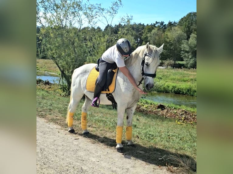 Meer ponys/kleine paarden Mix Ruin 7 Jaar 144 cm Vliegenschimmel in Spratzern