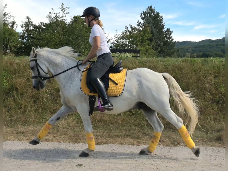 Meer ponys/kleine paarden Mix Ruin 7 Jaar 144 cm Vliegenschimmel in Spratzern