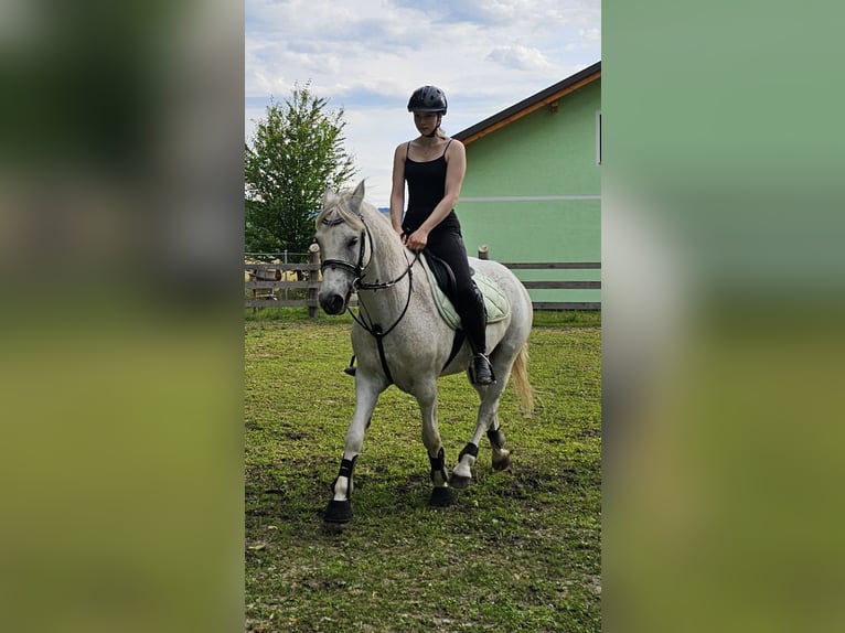 Meer ponys/kleine paarden Mix Ruin 7 Jaar 144 cm Vliegenschimmel in Spratzern