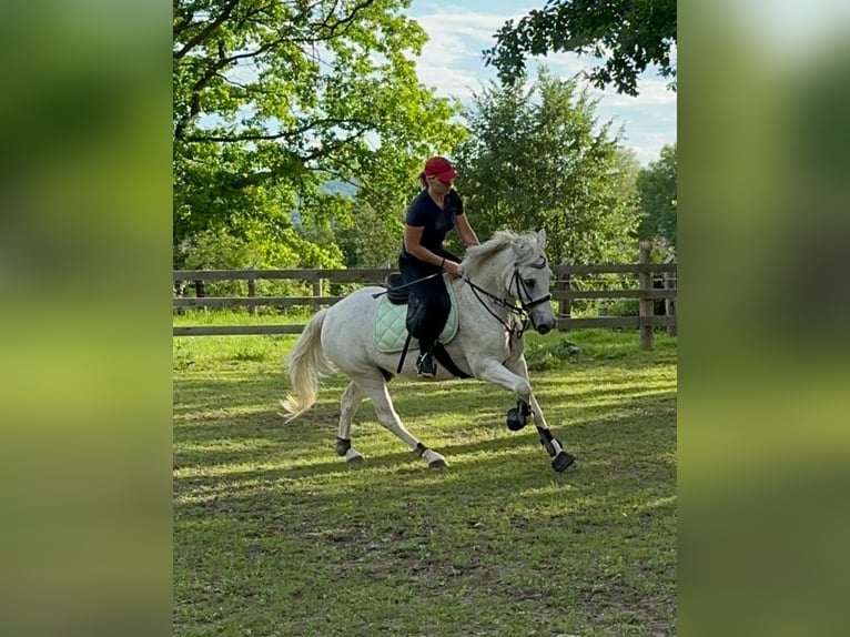 Meer ponys/kleine paarden Mix Ruin 7 Jaar 144 cm Vliegenschimmel in Spratzern