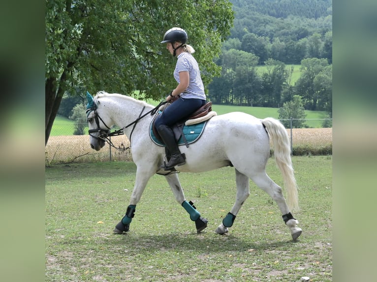 Meer ponys/kleine paarden Mix Ruin 7 Jaar 144 cm Vliegenschimmel in Spratzern