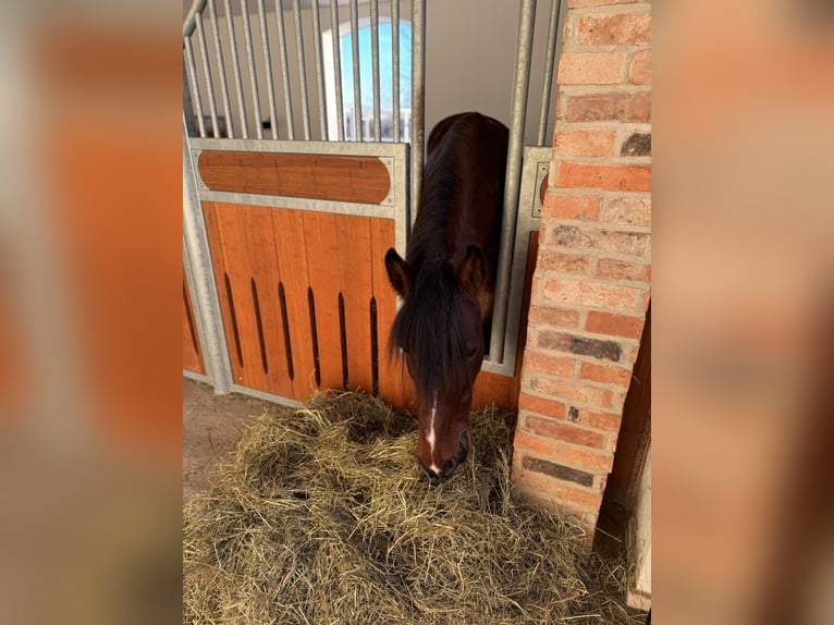 Meer ponys/kleine paarden Mix Ruin 7 Jaar 145 cm Bruin in HülbenHülben