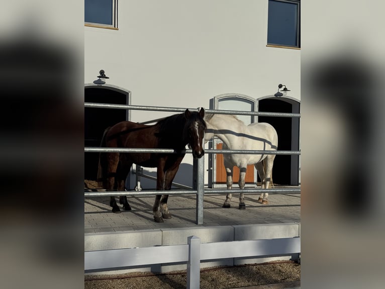 Meer ponys/kleine paarden Mix Ruin 7 Jaar 145 cm Bruin in HülbenHülben