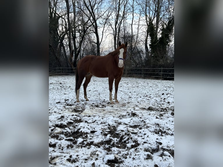 Meer ponys/kleine paarden Ruin 7 Jaar 149 cm Vos in Unterensingen