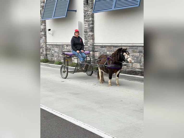 Meer ponys/kleine paarden Ruin 7 Jaar 86 cm Gevlekt-paard in Greensburg