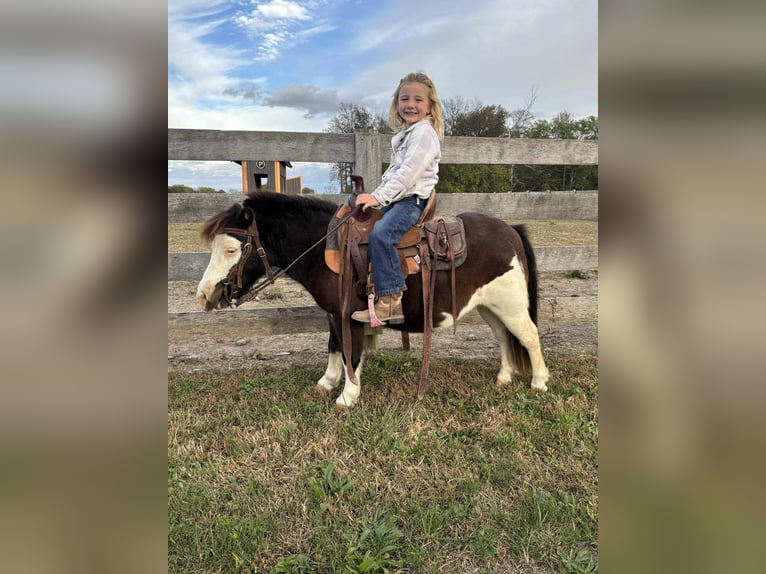 Meer ponys/kleine paarden Ruin 7 Jaar 86 cm Gevlekt-paard in Greensburg